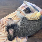 Gently massaging pet drying glove being used on a dog's wet coat.