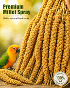 Parakeet enjoying Tinyfield natural millet spray treat in cage