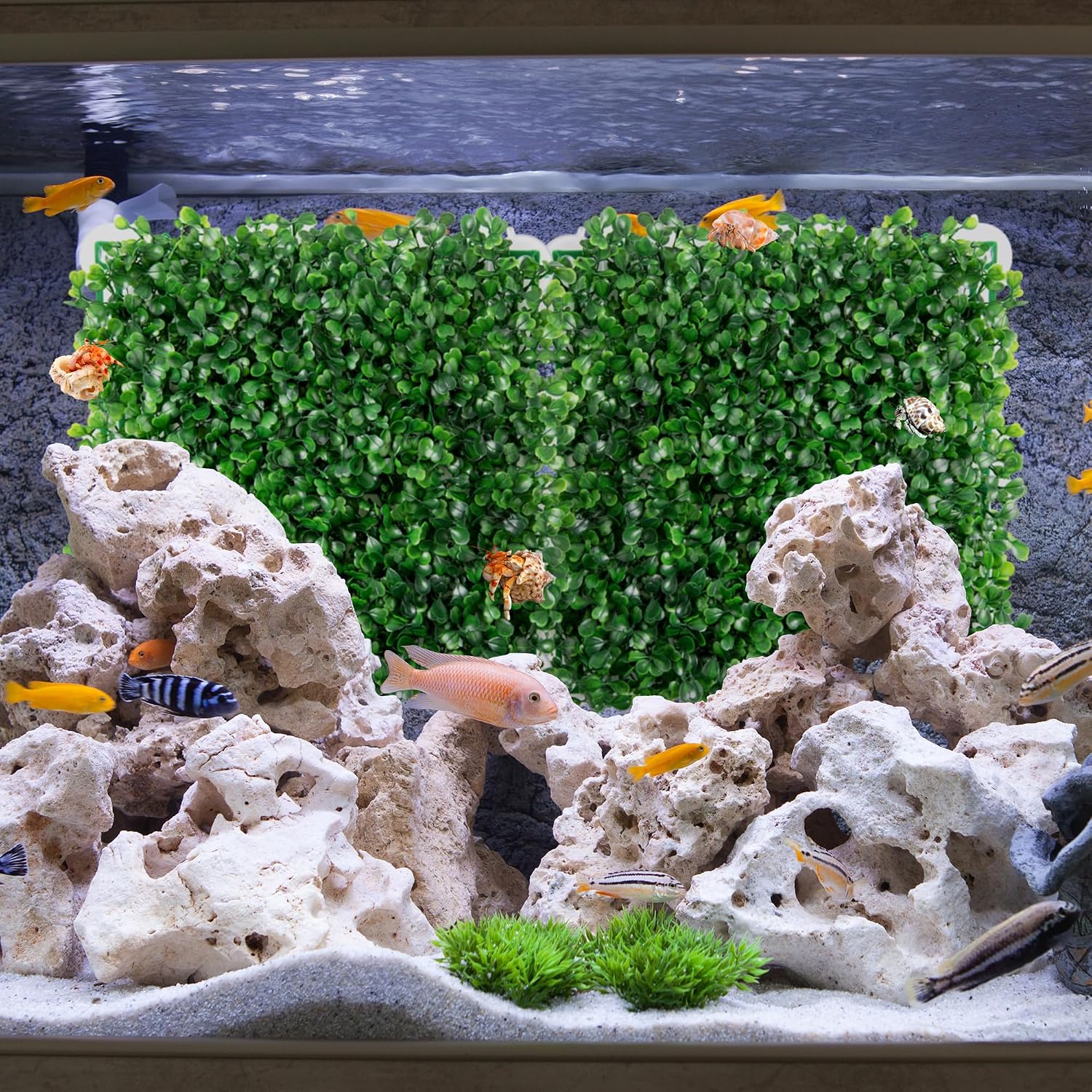 Close up of 10x10 inch hermit crab habitat climbing accessory