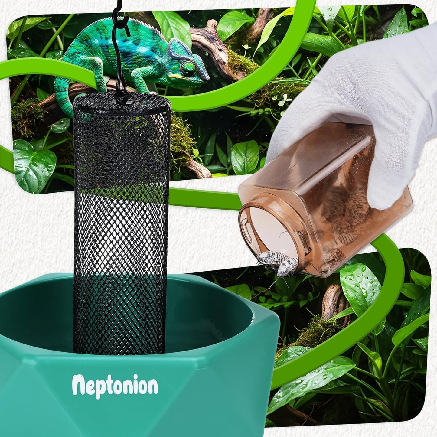 Neptonion reptile feeder for bearded dragons and geckos