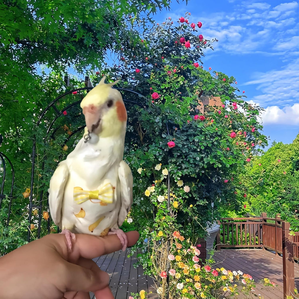Parrot wearing kiwi pattern bird diaper and flight suit