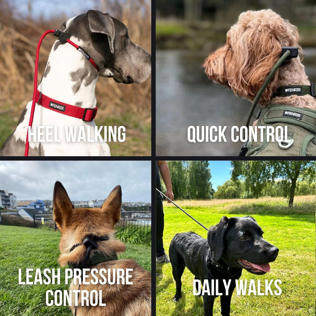 Fenrir professional slip leash attached high on dog neck control zone