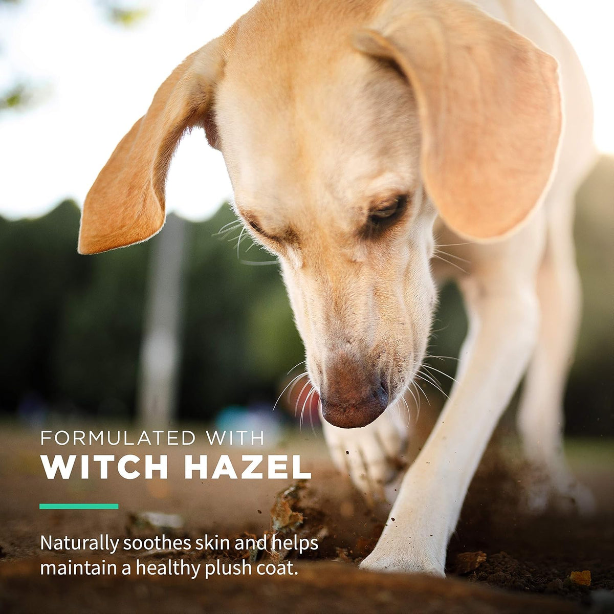 Fragrance free pet wipes with witch hazel for sensitive skin