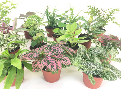 Close up of Optiflora miniature plants for indoor decor