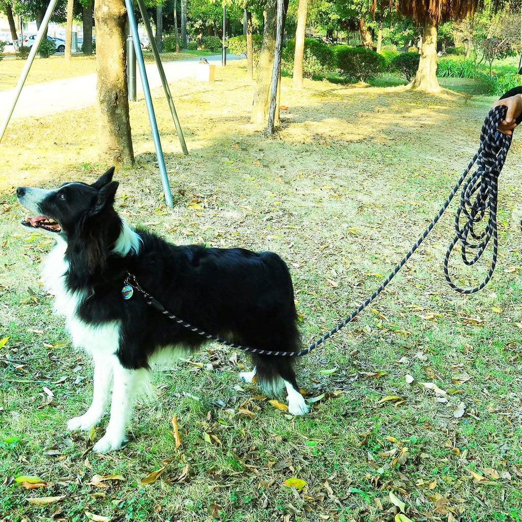Premium Leterno heavy duty dog leash pack with various length choices for outdoor playing.