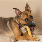 Fieldcrest Farms Nothin' to Hide Ultra Knotted Bones - Collagen-Based Rawhide Alternative Dog Chews, Beef Flavor, Highly Digestible for Aggressive Chewers up to 35 lbs, 9-Inch, 2 Pack - Image 9