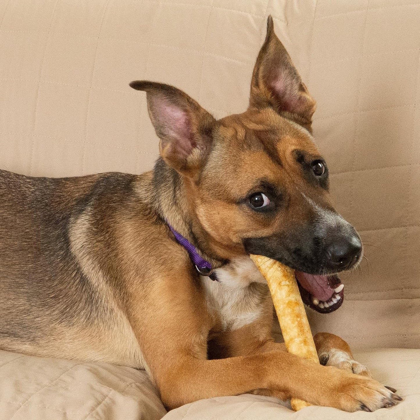 Fieldcrest Farms Nothin' to Hide Ultra Knotted Bones - Collagen-Based Rawhide Alternative Dog Chews, Beef Flavor, Highly Digestible for Aggressive Chewers up to 35 lbs, 9-Inch, 2 Pack - Image 9