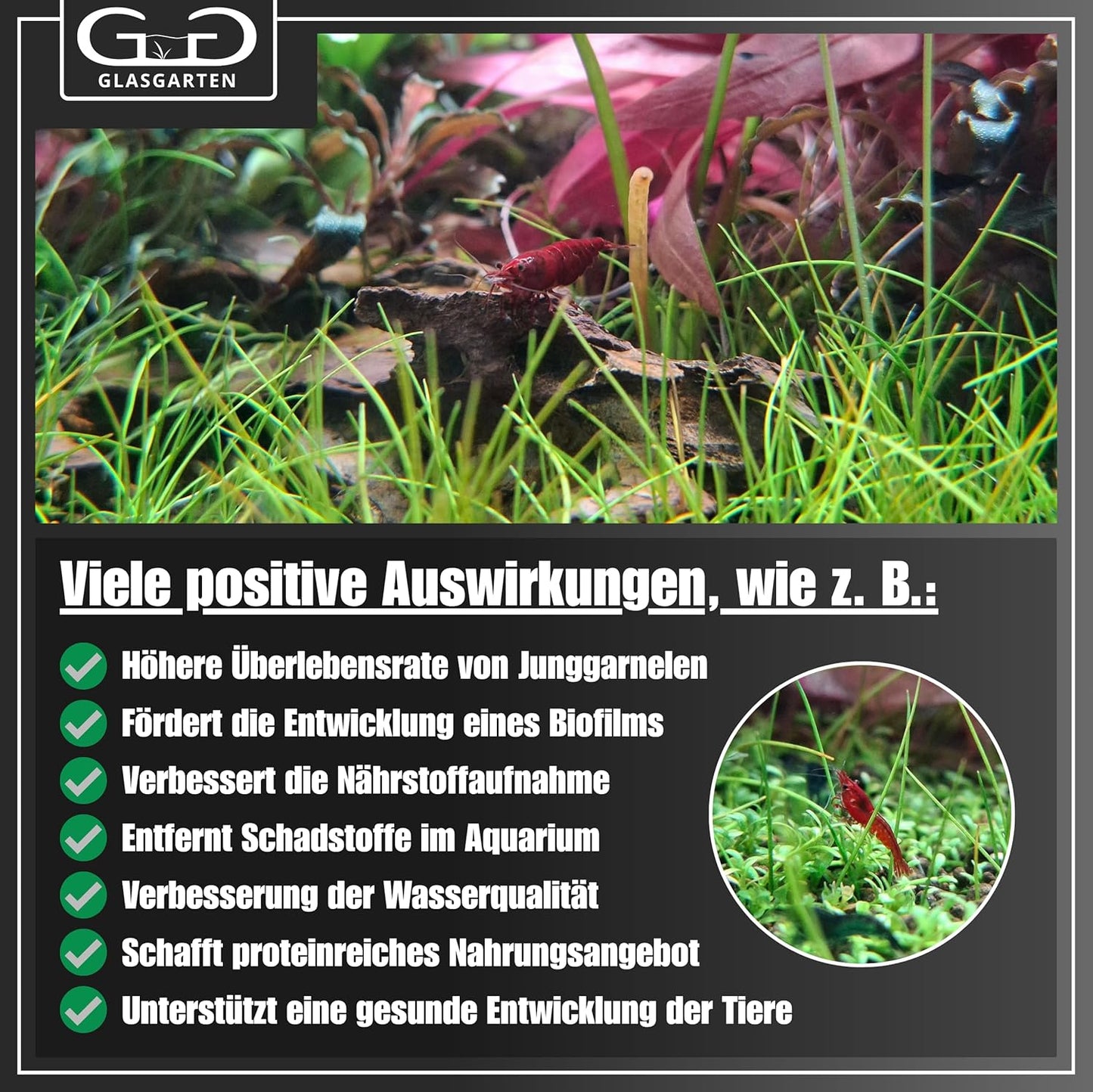 GlasGarten Bacter AE 70 grams aquarium supplement designed for optimal biofilm and microfauna development.