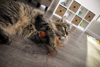 SmartyKat Flutter Balls Catnip Plush and Feather Cat Toys, Erratic Motion for Batting & Pouncing Fun for Cats & Kittens, Set of 2 - Image 10