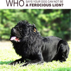 Golden retriever wearing the premium realistic black lion mane outfit