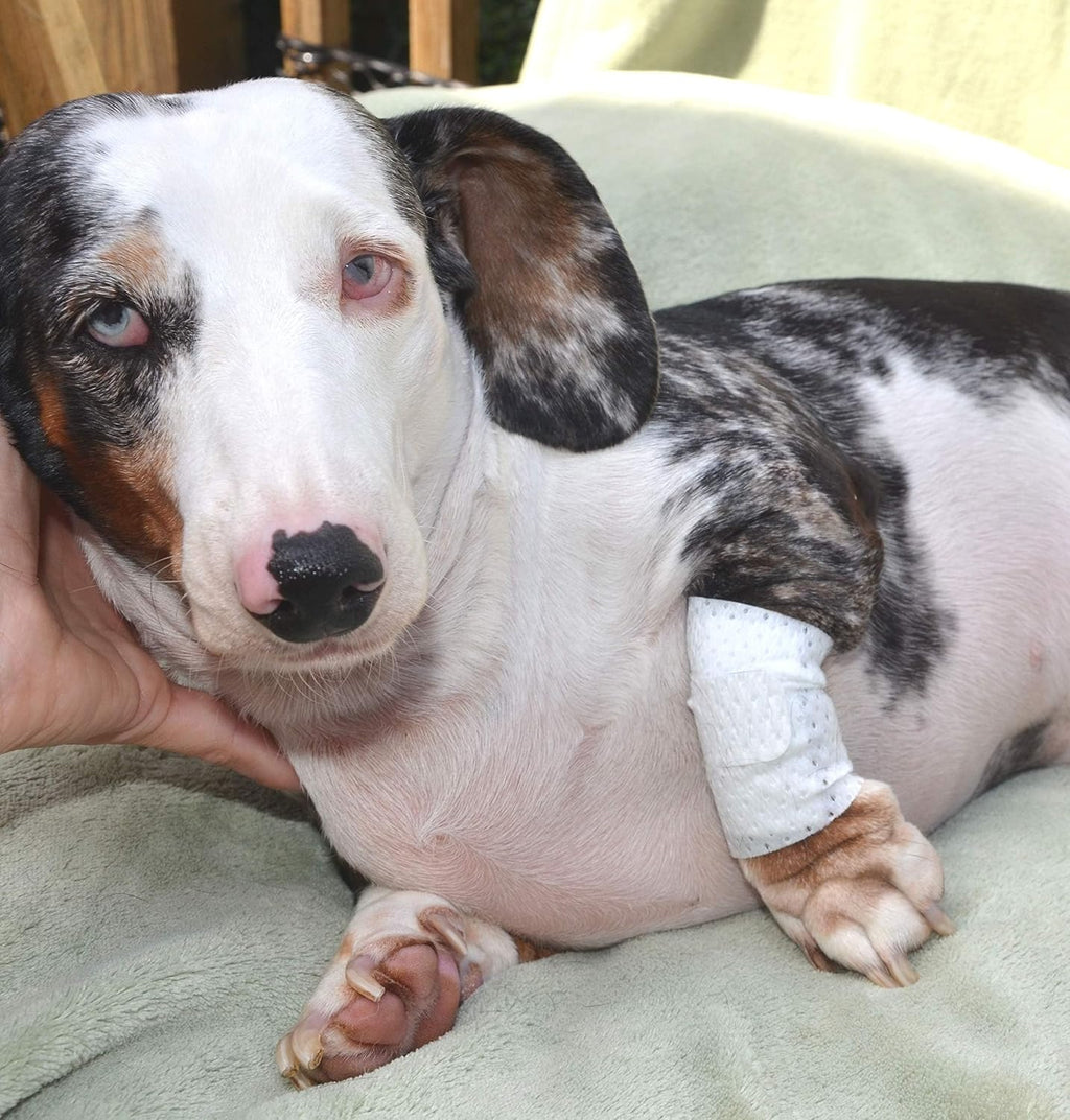 PawFlex bandage applied to a dog leg for hot spot treatment