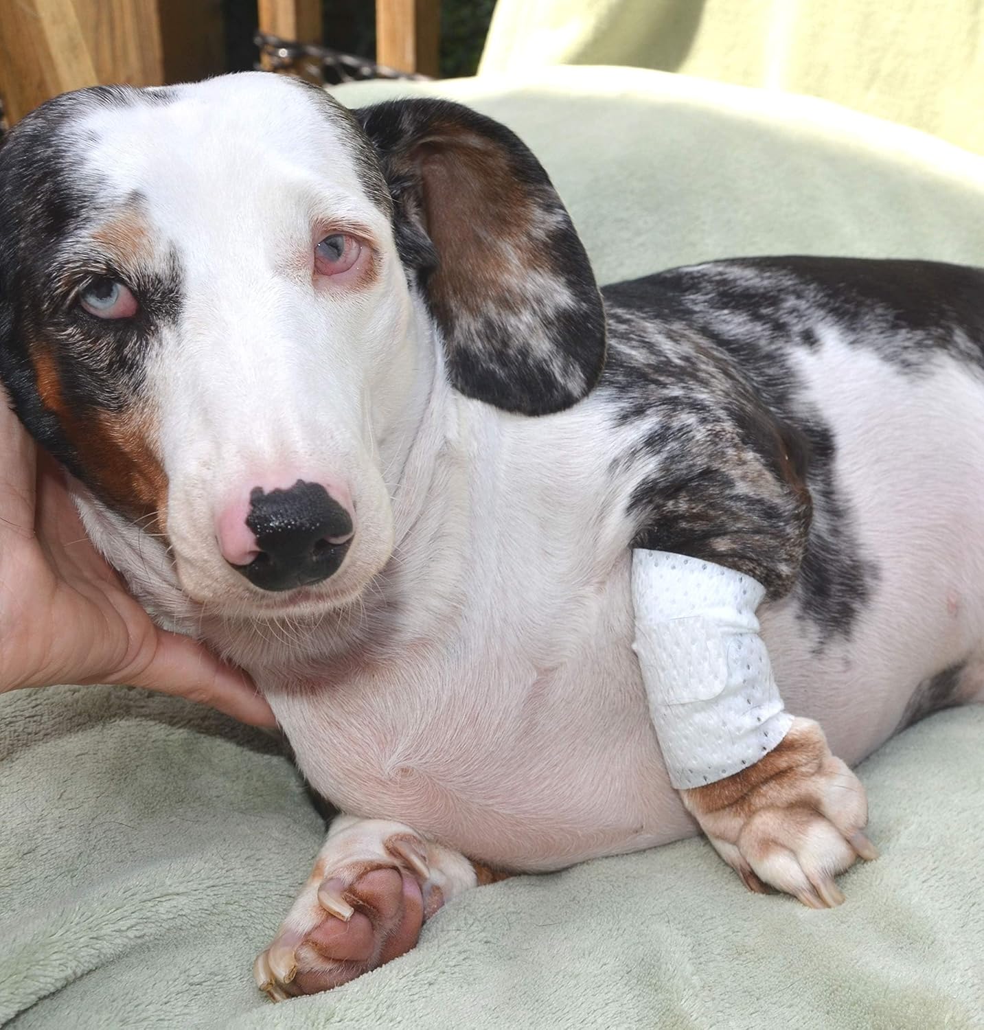 PawFlex bandage applied to a dog leg for hot spot treatment