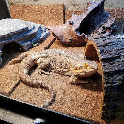 Absorbent moisture proof coconut fiber substrate for chameleon terrariums