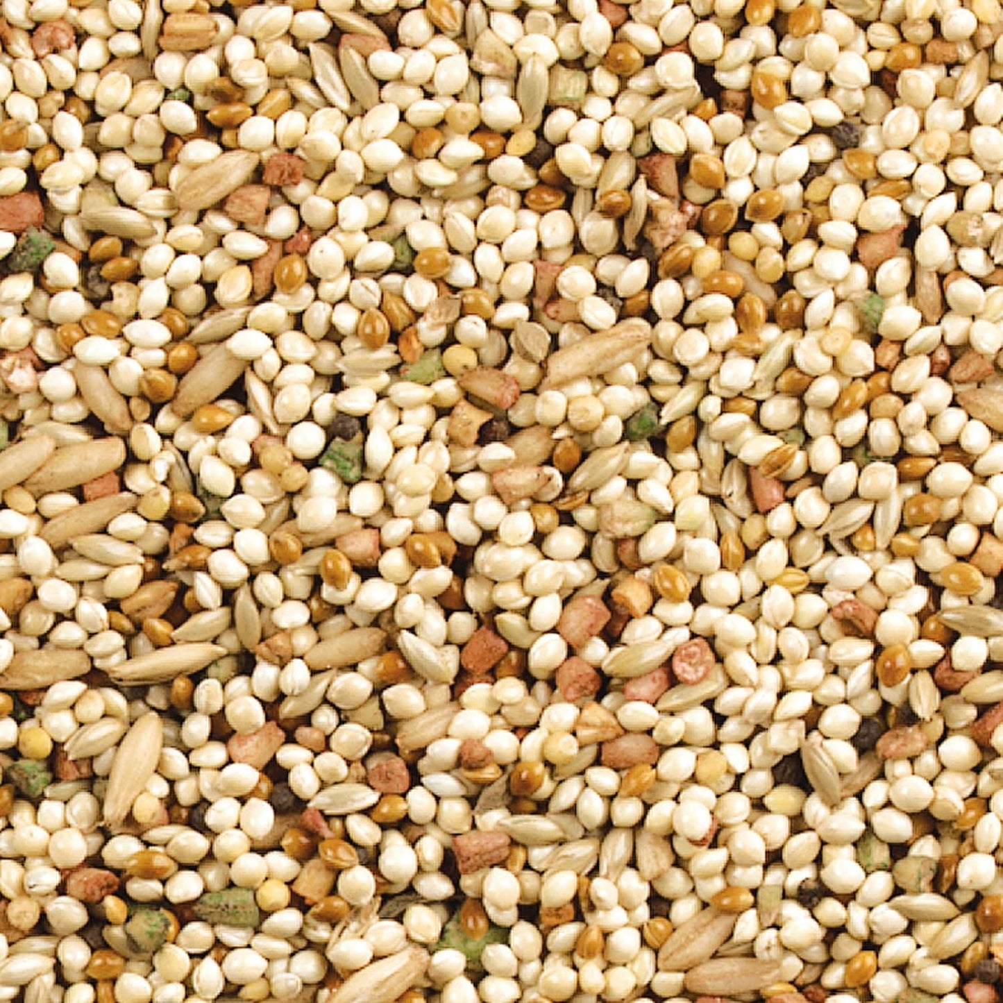 Orange flavour bird seed blend 10 pounds bag