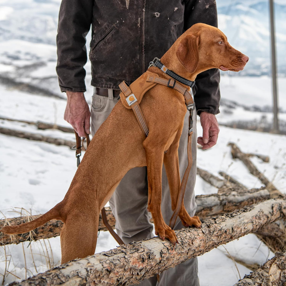 Carhartt dog harness breathable mesh lining detail