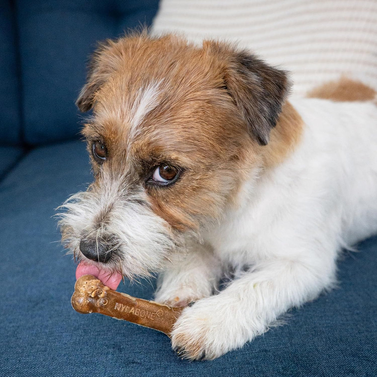 Extra small petite size Nylabone chew treats for dogs under fifteen pounds.