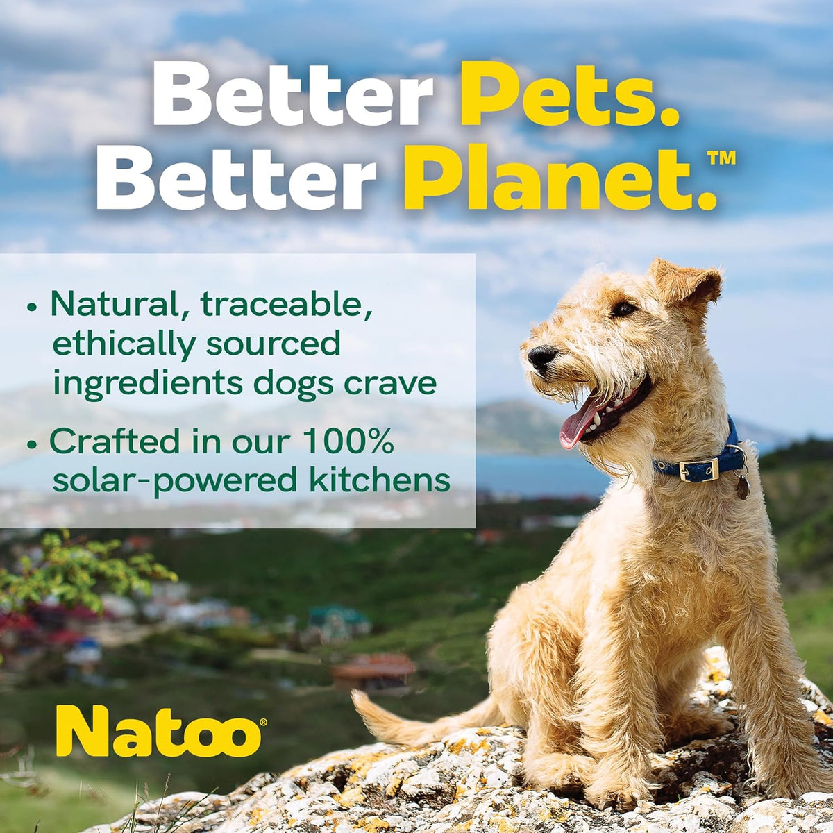 NATOO sustainable pet foods salmon and pumpkin broth mix in open case arrangement.