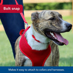 Coastal Pet small dog leash full length display
