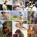 Adjustable nylon straps of Blueberry Pet dog harness for perfect fit