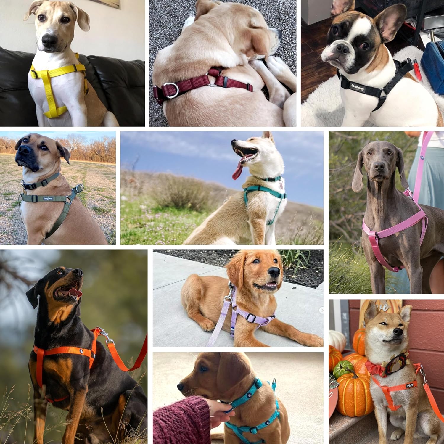 Adjustable nylon straps of Blueberry Pet dog harness for perfect fit