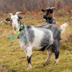 Aluzaemo premium grazing copper bell set for identifying and tracking small herd animals and calves.