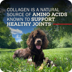Grain free and digestible beef collagen treat for dogs