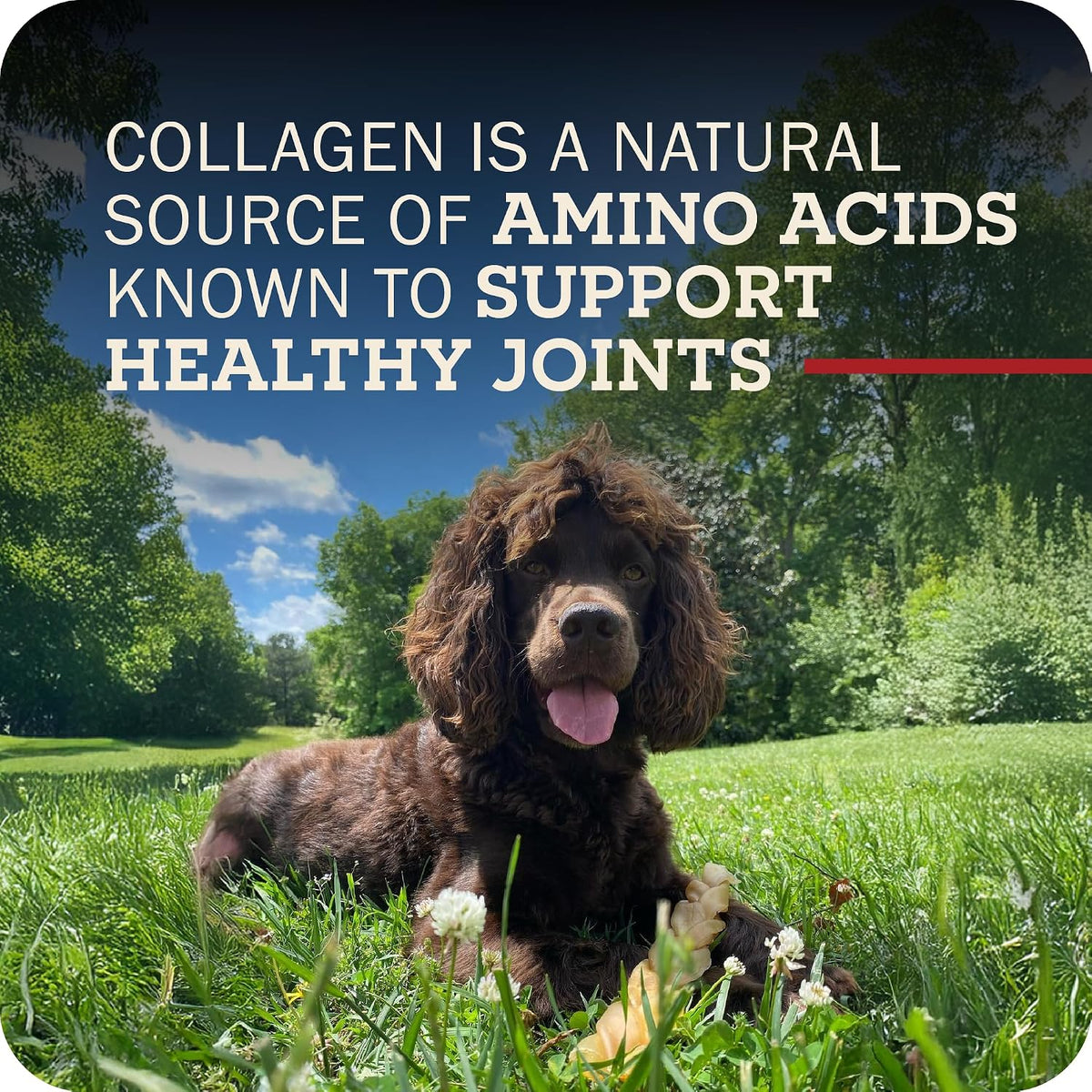 Grain free and digestible beef collagen treat for dogs