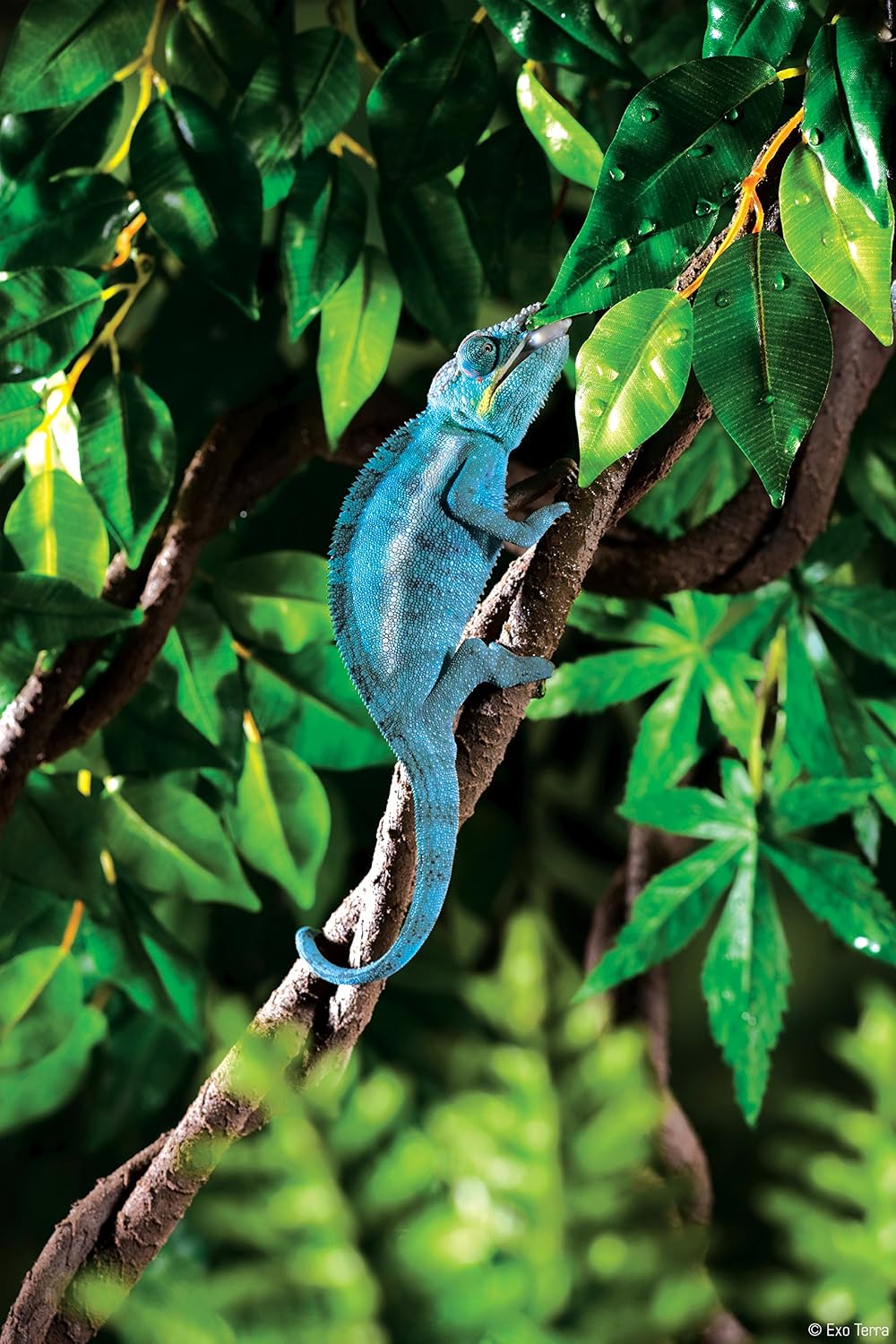 Flexible Exo Terra Jungle Vine twisted in a terrarium setup