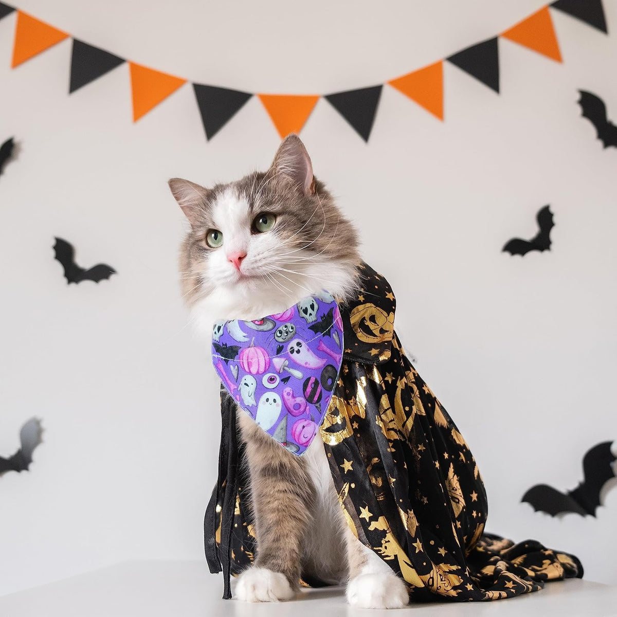 Two pack Halloween themed cat collars with charms
