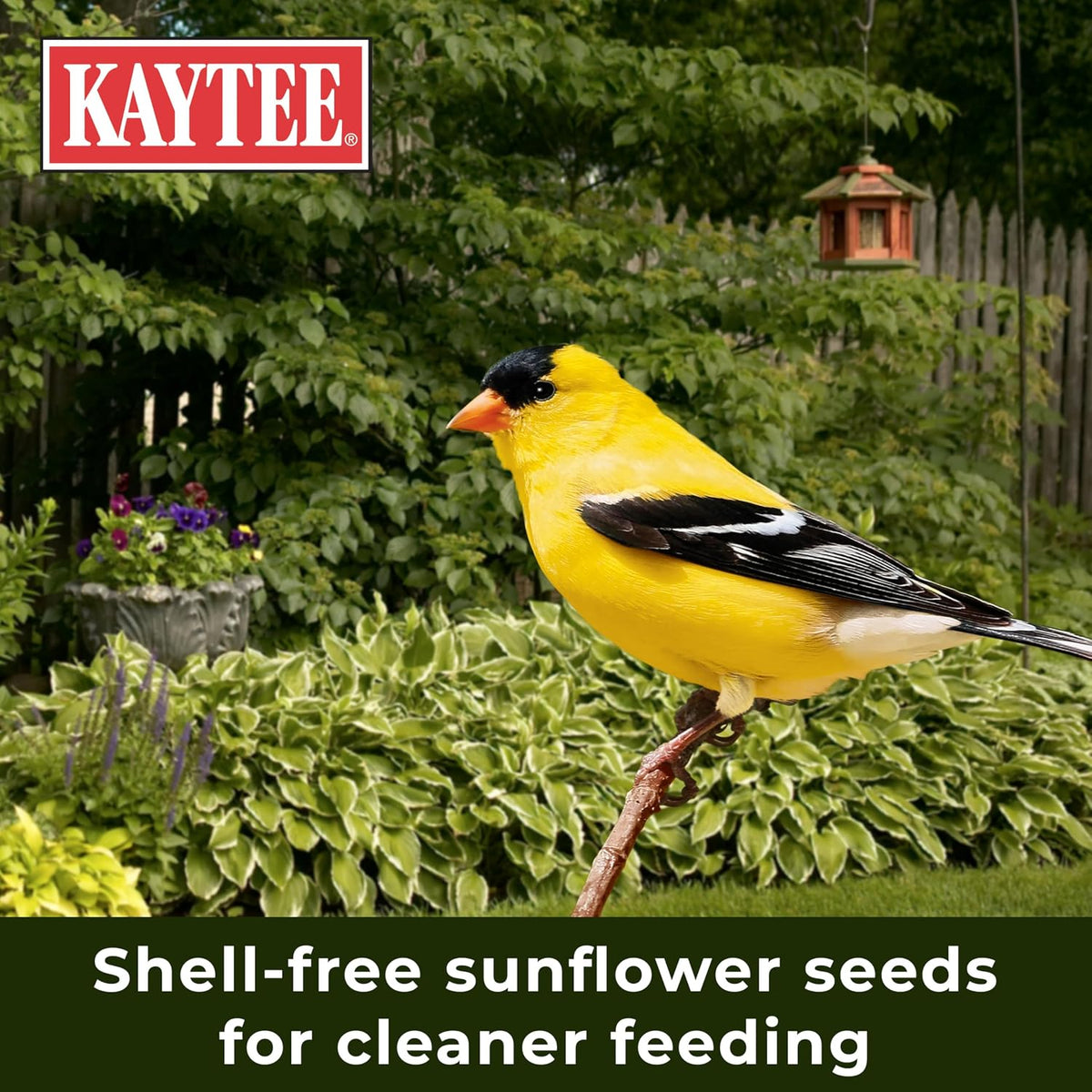Small songbirds gathering at a bird feeder in a backyard setting
