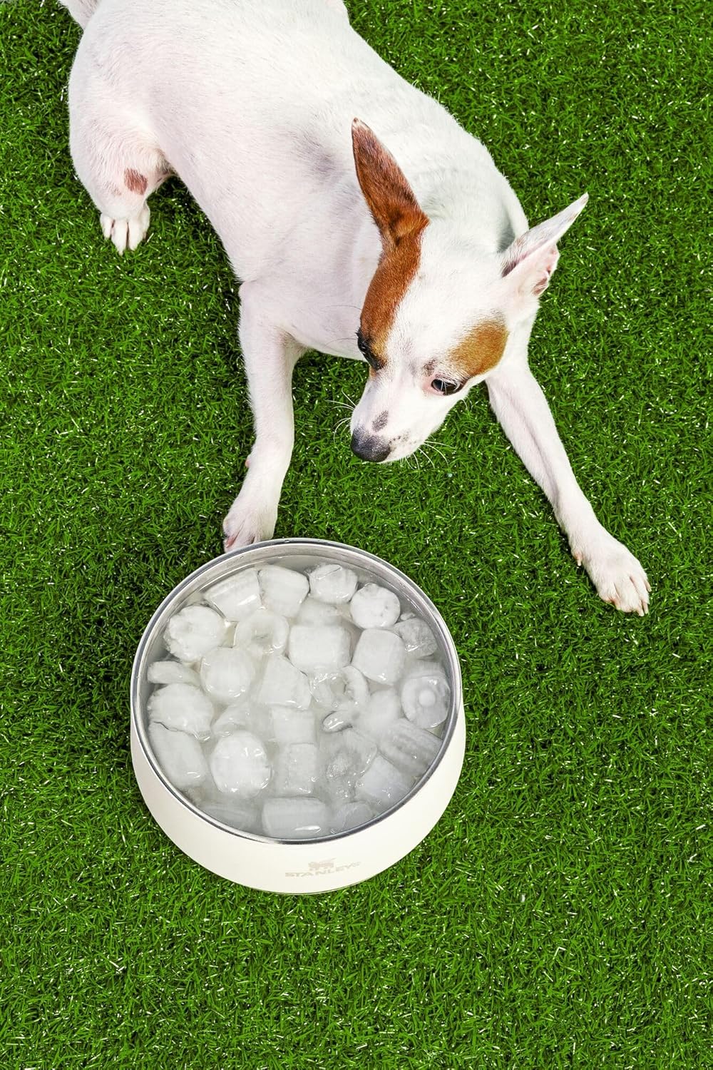 Dishwasher safe BPA free premium pet bowl packaging and branding.