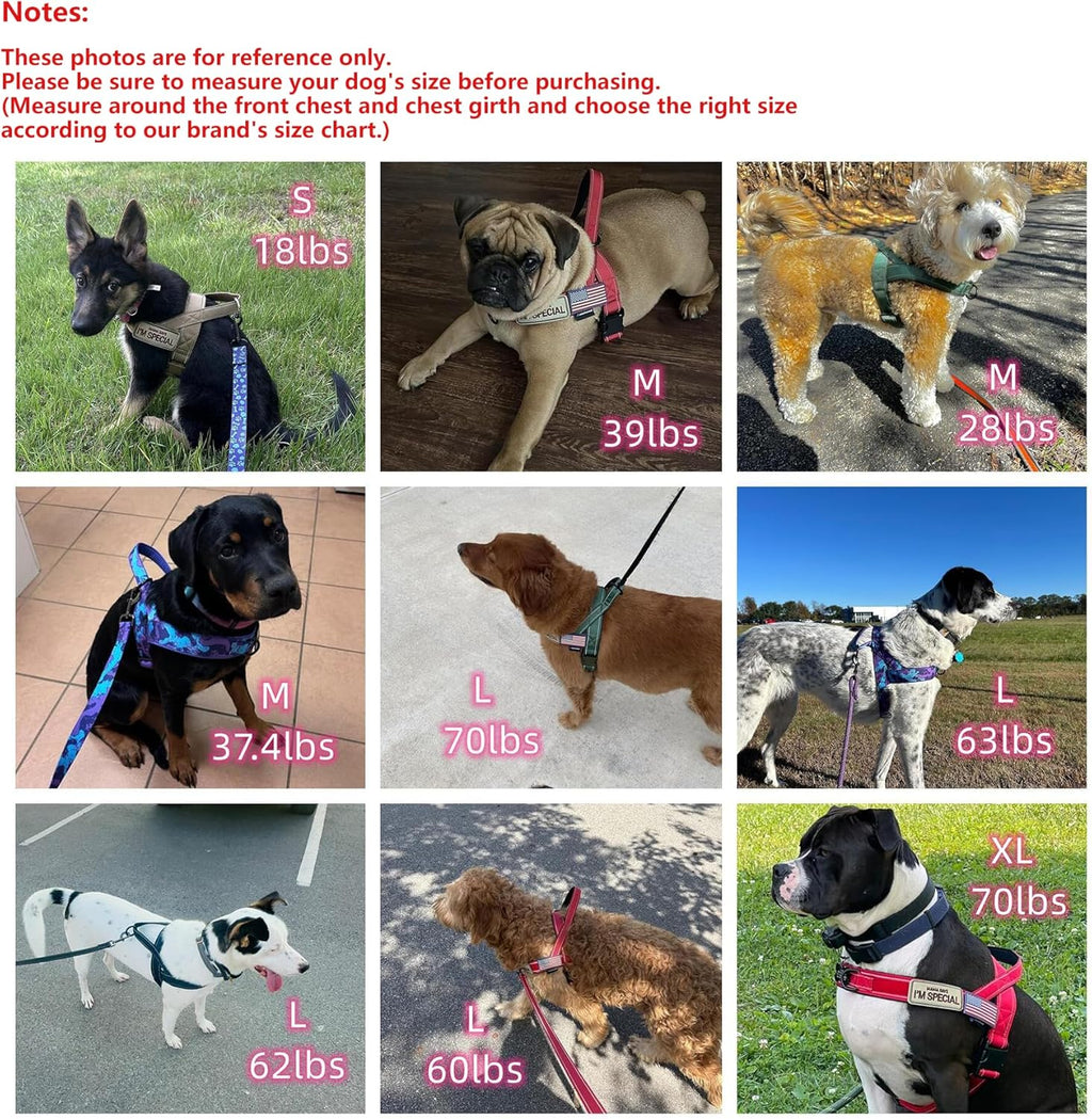Annchwool imported pet harness lifestyle photo showing a large dog sitting comfortably during an outdoor walk.