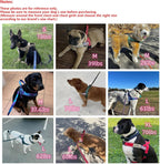 Annchwool imported pet harness lifestyle photo showing a large dog sitting comfortably during an outdoor walk.