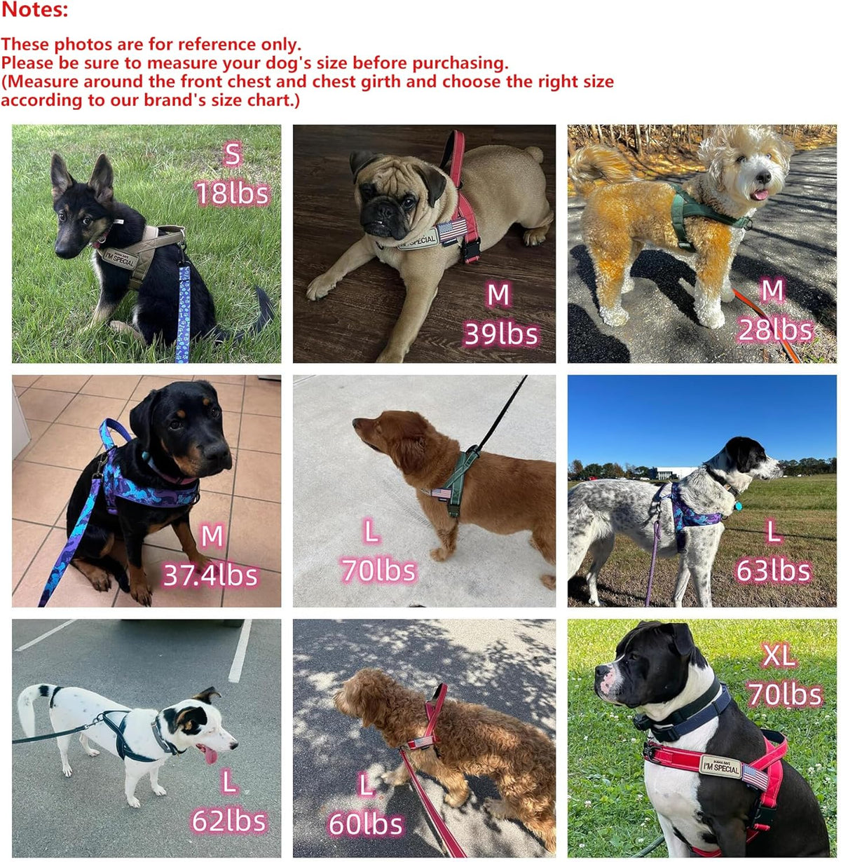 Annchwool imported pet harness lifestyle photo showing a large dog sitting comfortably during an outdoor walk.