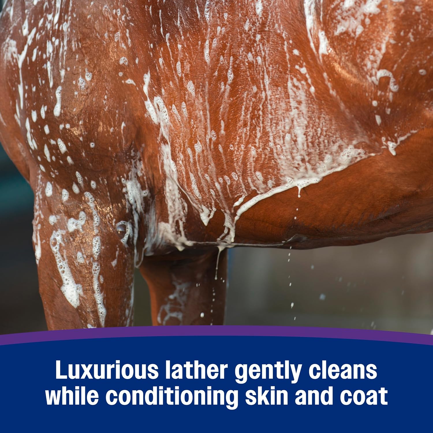 Farnam Vetrolin Body Wash lathering action for horses and dogs