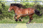 Reflective panels on chocolate brown heavy horse turnout blanket detail view