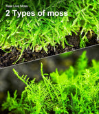 Reptile enclosure setup with natural LuckyRunes moss substrate