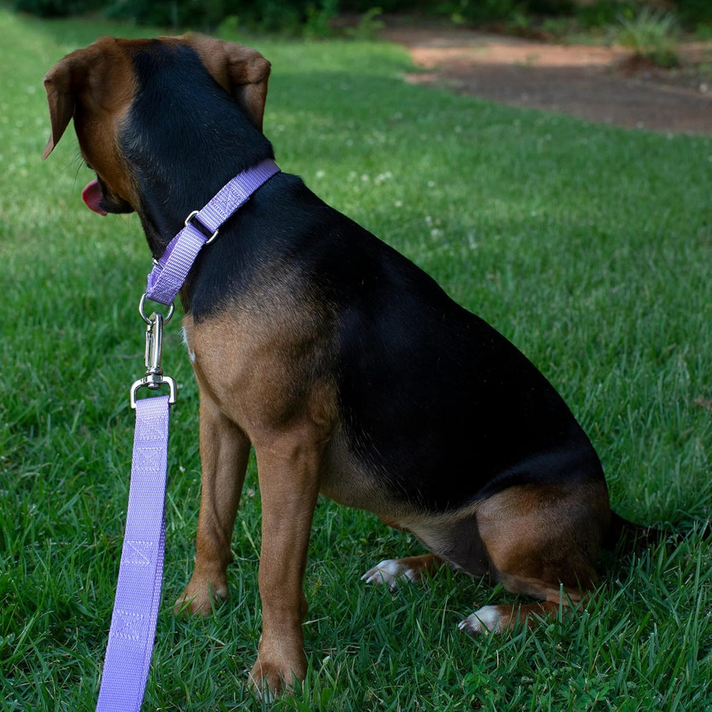 Premium nickel plated steel hardware details on Country Brook training collar