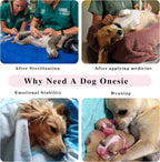 Paiaite anti licking pet recovery bodysuit lifestyle view on small pet
