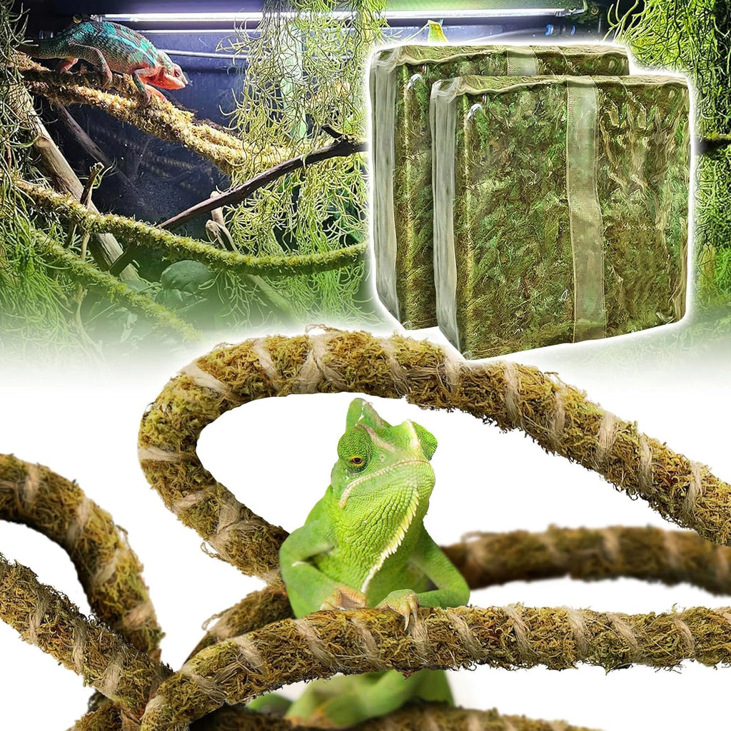Bearded dragon exploring the Duspro bendable climbing branch setup