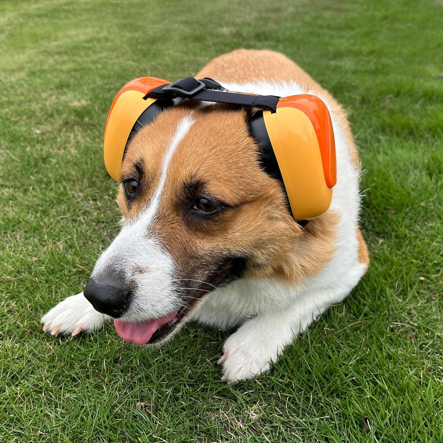 Deryep Dog Earmuffs packed in waterproof EVA case
