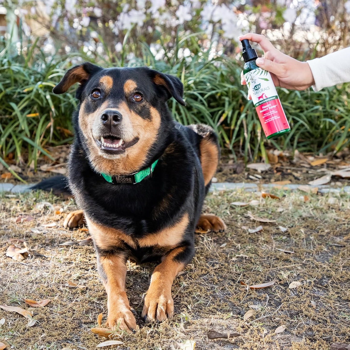 Natural neem oil spray for cat and dog skin care