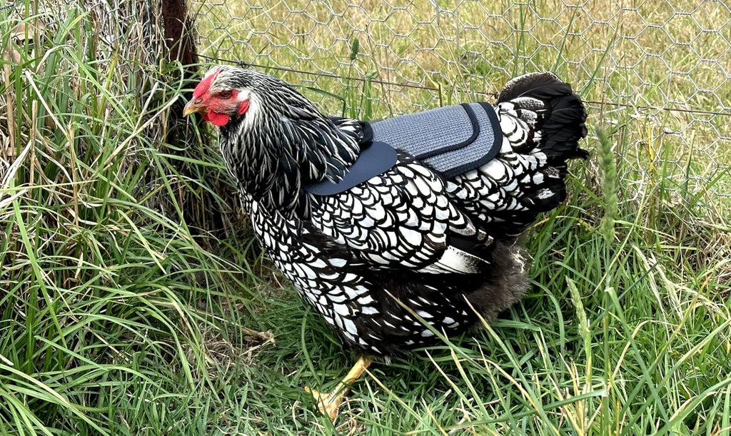 Demonstration of the shoulder cover feature on the Down Under Outdoors poultry saver.
