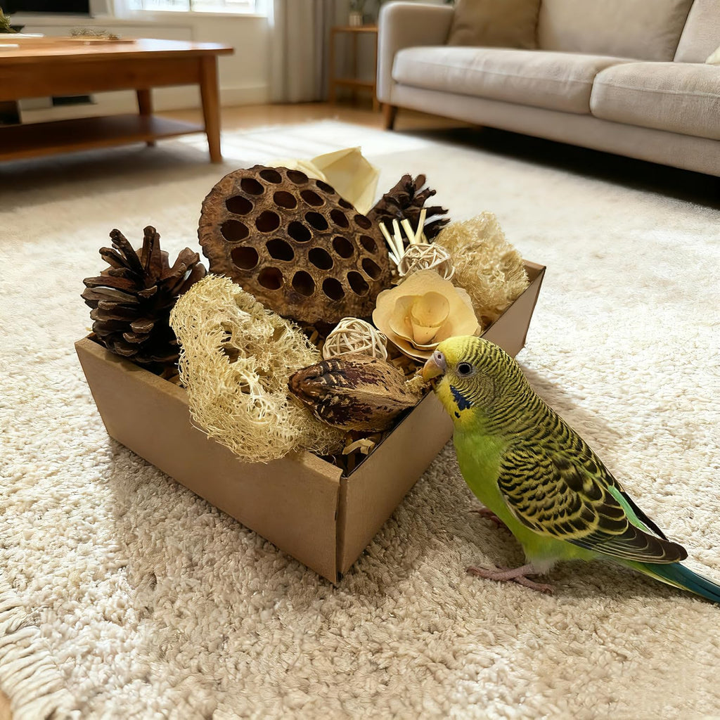 Cockatiel exploring PINEPOP natural bird foraging box set.
