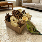 Cockatiel exploring PINEPOP natural bird foraging box set.