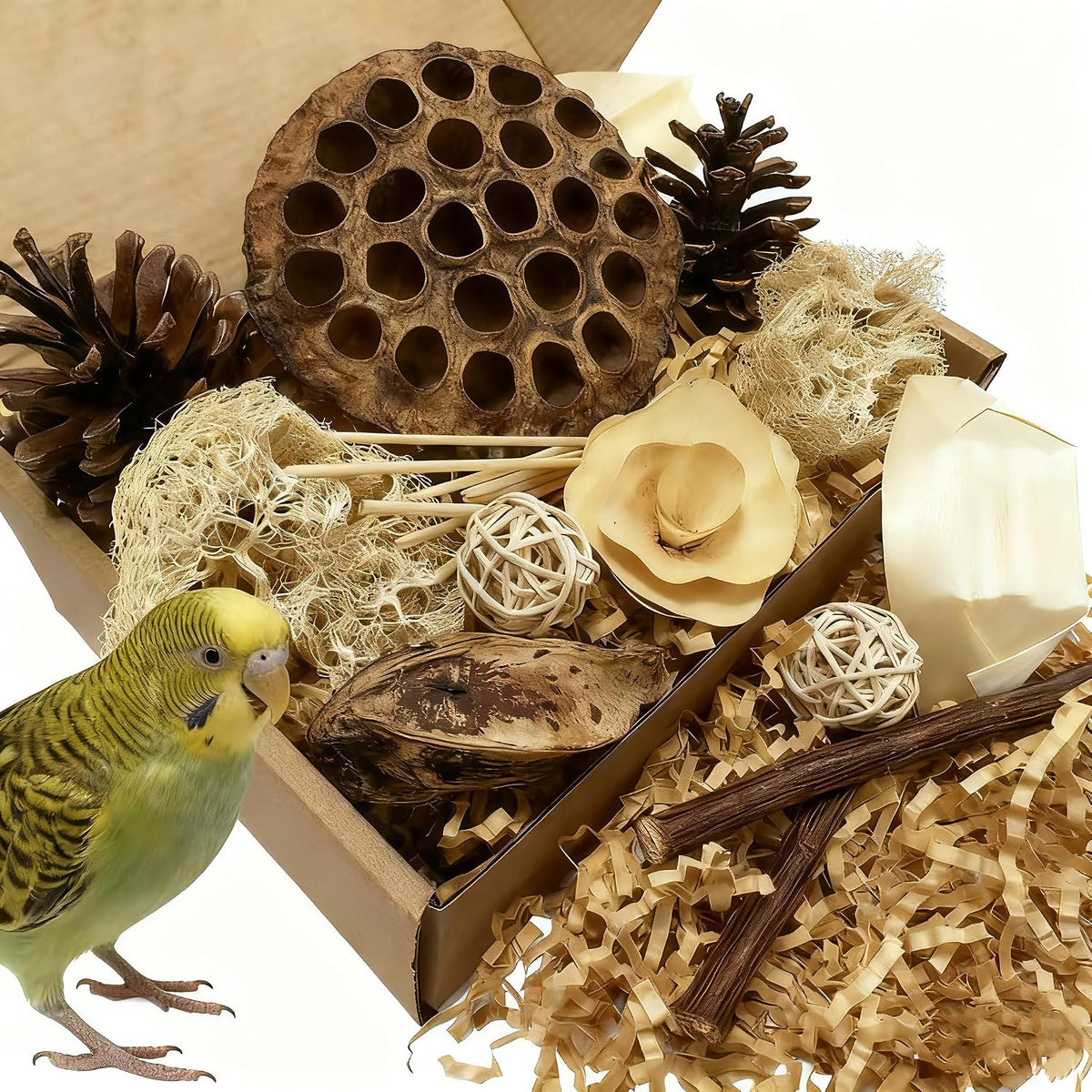 PINEPOP Lotus Pod Foraging Box front view with natural bird toys.