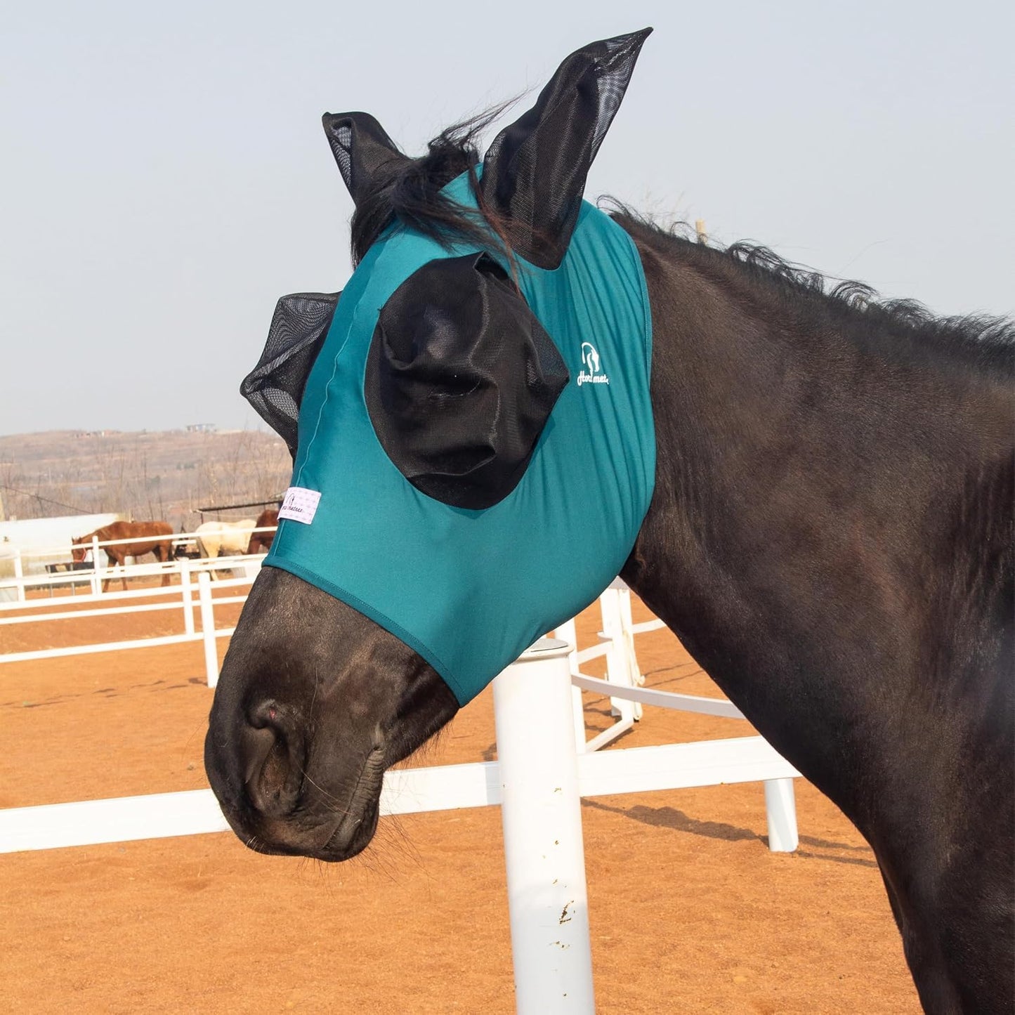 Horse wearing stretchy fly mask showing comfortable fit around ears