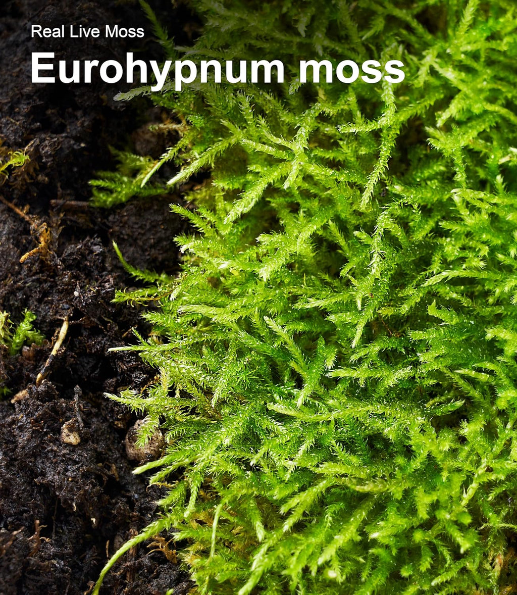 Live Moss Duo Pack 2 Types of Real Live Sheet/Sphagnum Moss for Terrariums, Terrarium Mosses Landscaping, Reptile Tank Accessories, Snake & Gecko Humidity Substrate Mosses for Crafts & Plant Dcor - Image 9