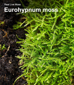 Live Moss Duo Pack 2 Types of Real Live Sheet/Sphagnum Moss for Terrariums, Terrarium Mosses Landscaping, Reptile Tank Accessories, Snake & Gecko Humidity Substrate Mosses for Crafts & Plant Dcor - Image 9