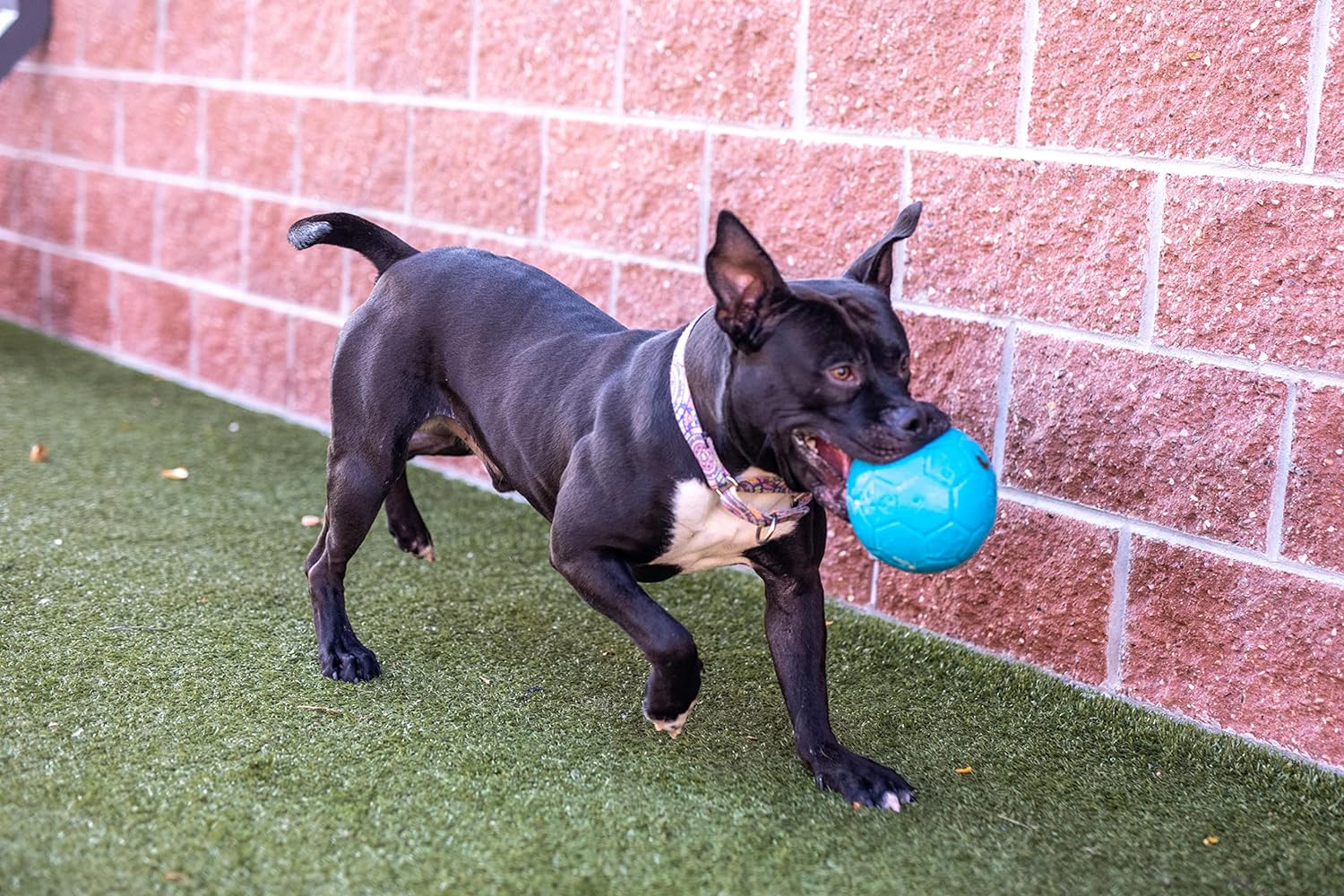 Jolly Pets 8 inch floating dog soccer ball showing texture